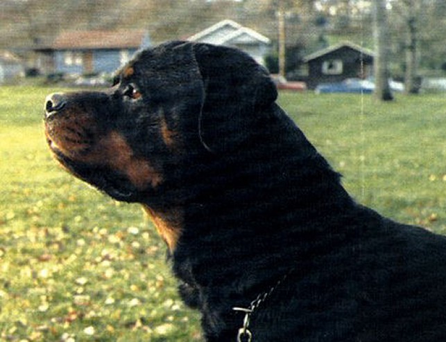 DINGO VOM SCHWAIGGER WAPPEN ROTTWEILER MALE BORN 1976