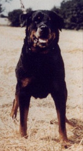 DINGO VOM SCHWAIGGER WAPPEN ROTTWEILER MALE BORN 1976