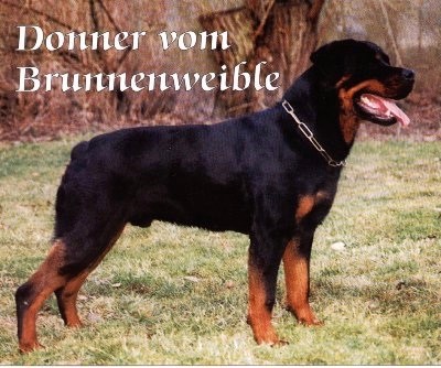 DONNER VOM BRUNNENWEIBLE ROTTWEILER MALE