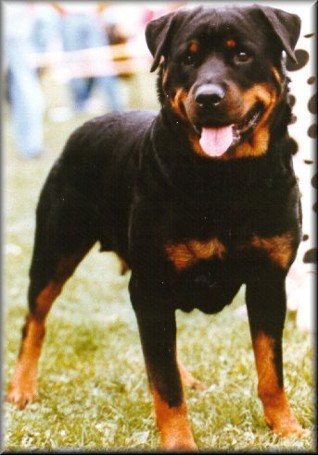 dorle von der teufelsbrucke rottweiler female