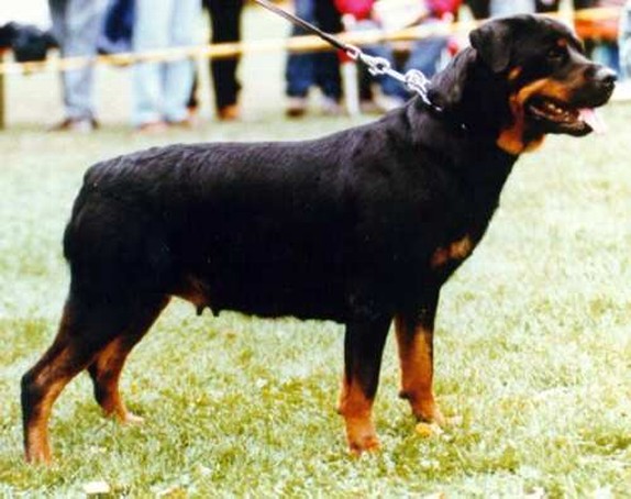 dorle von der teufelsbrucke rottweiler female