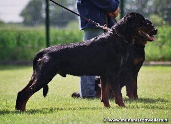 EDDY VOM HAMMERBACHTAL ROTTWEILER MALE
