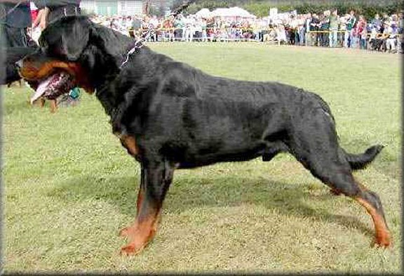 EDDY VOM HAMMERBACHTAL ROTTWEILER MALE