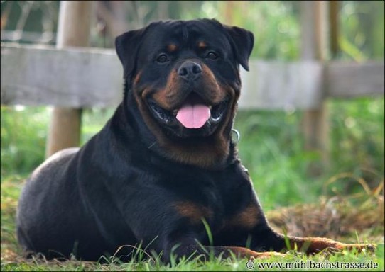 elvis von der muhlbachstrasse rottweiler male
