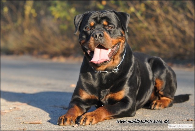 elvis von der muhlbachstrasse rottweiler male