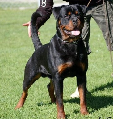 elvis von der muhlbachstrasse rottweiler male