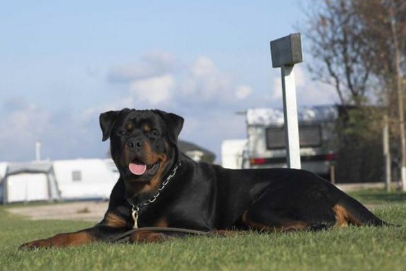 elvis von der muhlbachstrasse rottweiler male