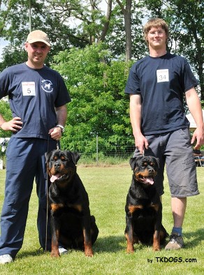 elvis von der muhlbachstrasse rottweiler male