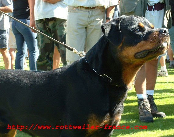 EMIL VON DER BLEICHSTRASSE ROTTWEILER MALE