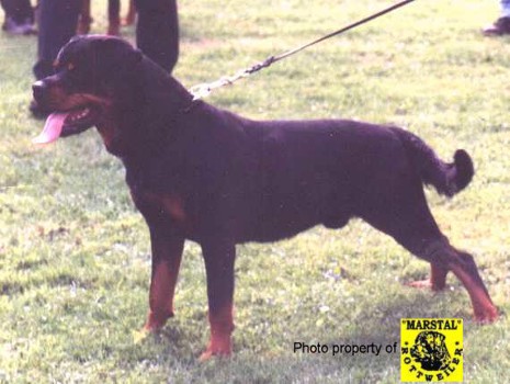 EMIL VON DER BLEICHSTRASSE ROTTWEILER MALE