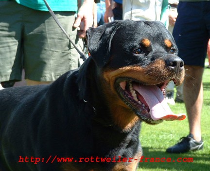 EMIL VON DER BLEICHSTRASSE ROTTWEILER MALE