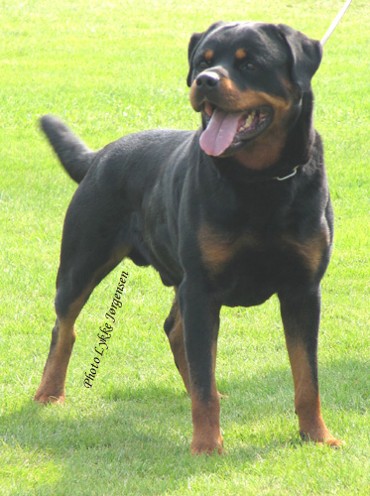 EMIL VON DER BLEICHSTRASSE ROTTWEILER MALE