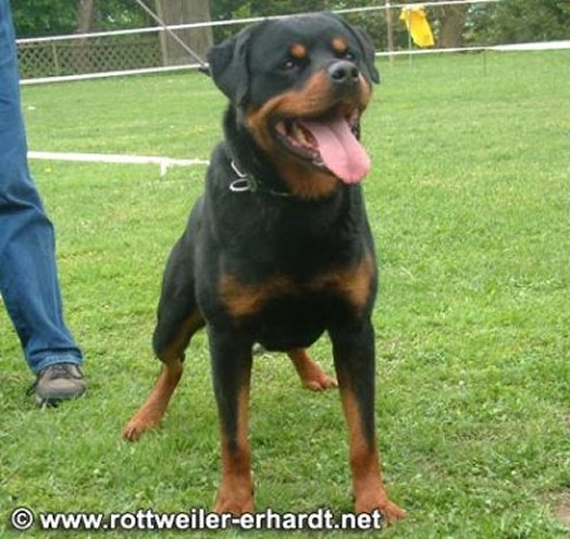 EMIL VON DER BLEICHSTRASSE ROTTWEILER MALE