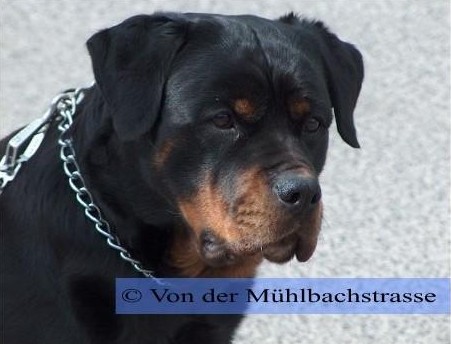 ESPE VOM OBERGROMBACHER SCHLOSS ROTTWEILER FEMALE
