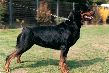 esra vom sittard female rottweiler