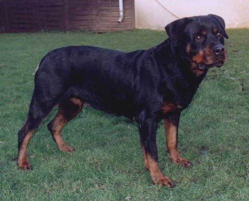 EVI VON DER CROSSENER RANCH FEMALE ROTTWEILER