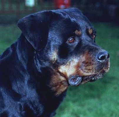 EVI VON DER CROSSENER RANCH