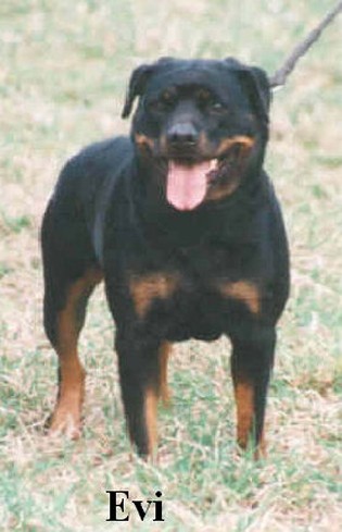 EVI VOM HAUSE ENZIAN FEMALE ROTTWEILER
