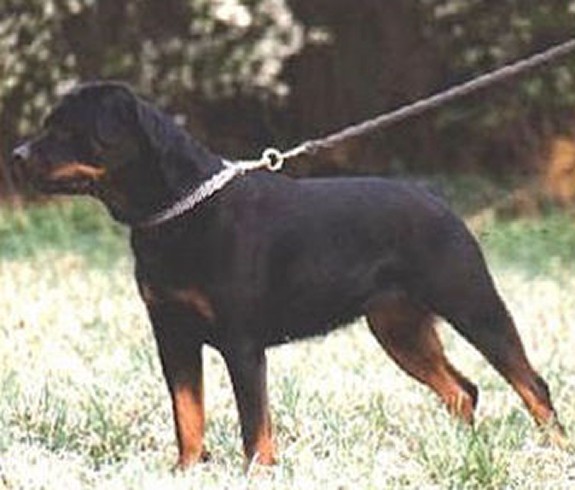 EVI VOM HAUSE ENZIAN FEMALE ROTTWEILER