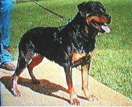 face vom hirschenrangen female rottweiler