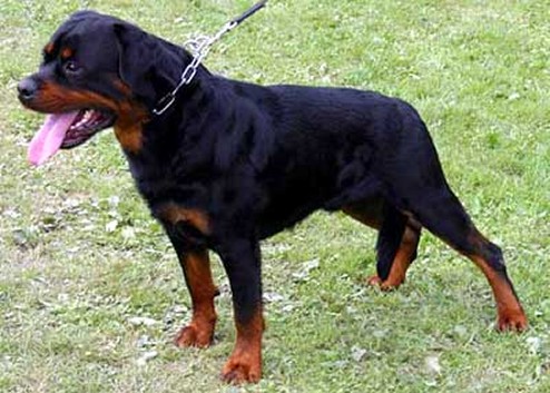 FANTO VOM KUMMELSEE ROTTWEILER MALE