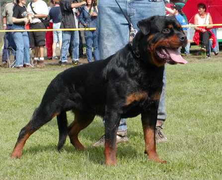 FANTO VOM KUMMELSEE ROTTWEILER MALE