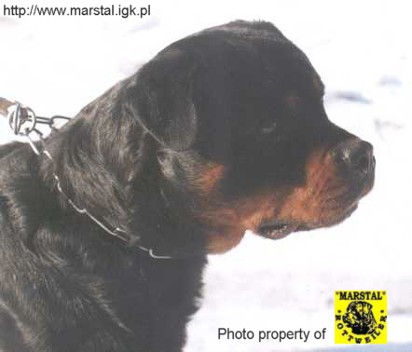 FANTO VOM KUMMELSEE ROTTWEILER MALE