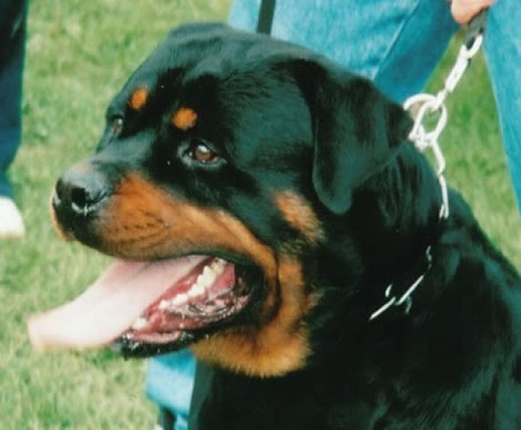 FANTO VOM KUMMELSEE ROTTWEILER MALE