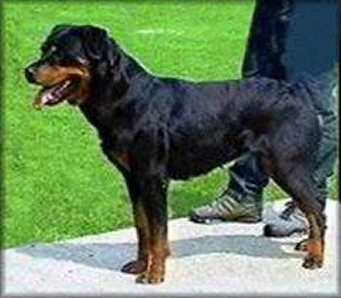 FARAH VON BURGTHANN FEMALE ROTTWEILER