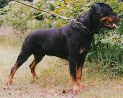 ferres vom hirschenrangen MALE ROTTWEILER
