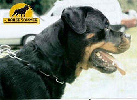 FERRES VOM HIRSCHENRANGEN MALE ROTTWEILER