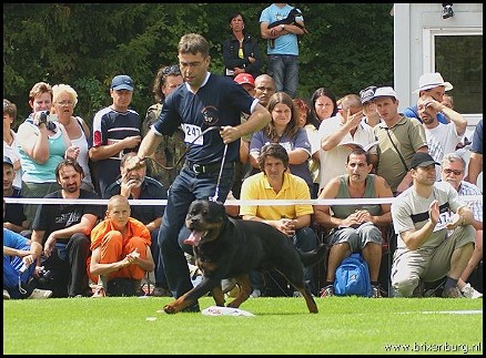 FILOU VOM RAUBERWEG MALE ROTTWEILER