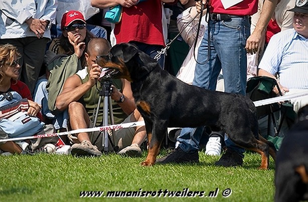 FILOU VOM RAUBERWEG MALE ROTTWEILER