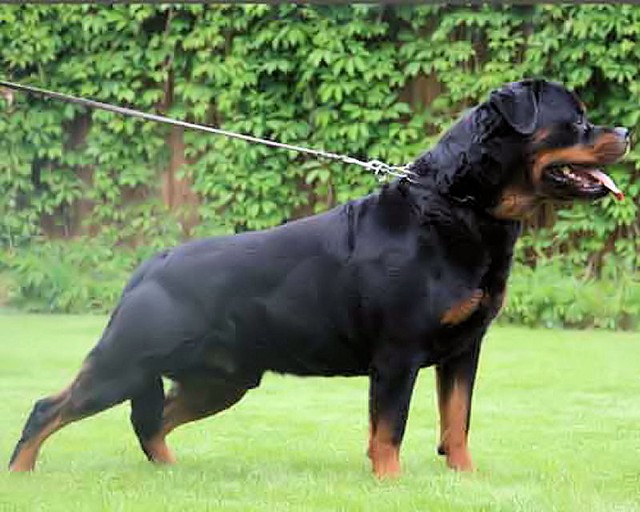 FILOU VOM RAUBERWEG MALE ROTTWEILER