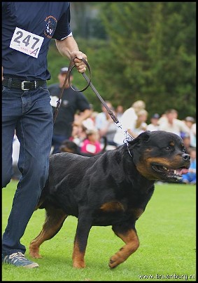 FILOU VOM RAUBERWEG MALE ROTTWEILER