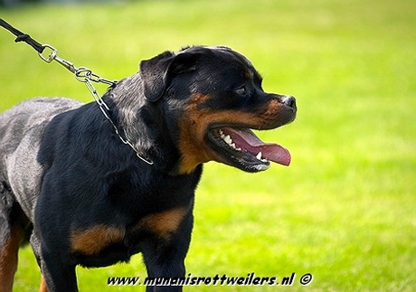 FILOU VOM RAUBERWEG MALE ROTTWEILER