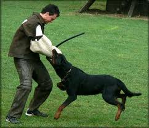 GERO VON DEN HASSBERGHOHEN SCHUTZHUND