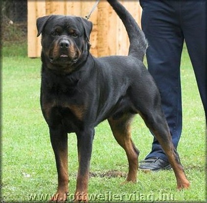GERO VON DEN HASSBERGHOHEN ROTTWEILER MALE
