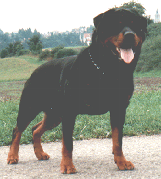 GREIF VOM OBERHAUSENER NORDEN ROTTWEILER MALE