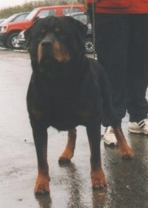 GREIF VOM OBERHAUSENER NORDEN ROTTWEILER MALE