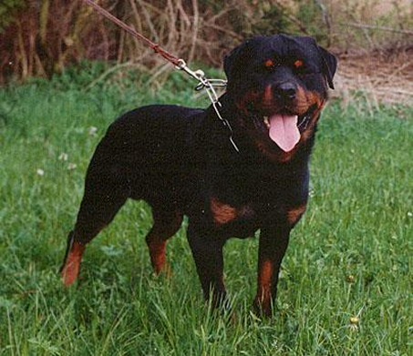 GREIF VOM OBERHAUSENER NORDEN ROTTWEILER MALE GERMANY