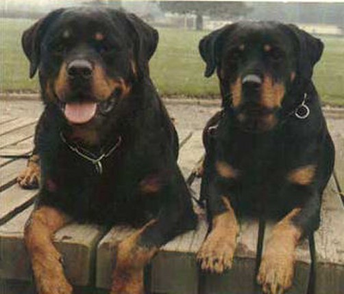 GREIF VOM MORITZBERG ROTTWEILER MALE