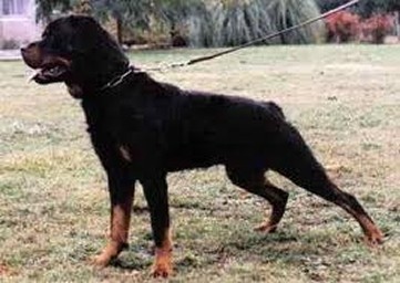 GREIF VOM MORITZBERG ROTTWEILER MALE