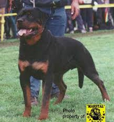 GREIF VOM MORITZBERG ROTTWEILER MALE
