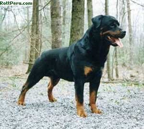 GRAF VON DER TEUFELSBRUCKE MALE ROTTWEILER GERMANY AND USA
