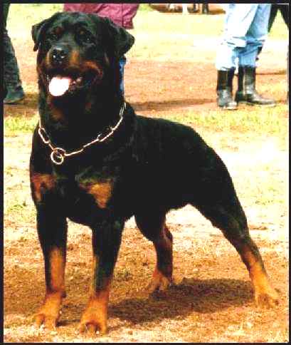 GRAF VON DER TEUFELSBRUCKE MALE ROTTWEILER GERMANY AND USA