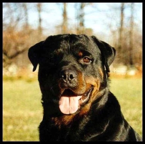 GRAF VON DER TEUFELSBRUCKE MALE ROTTWEILER GERMANY AND USA