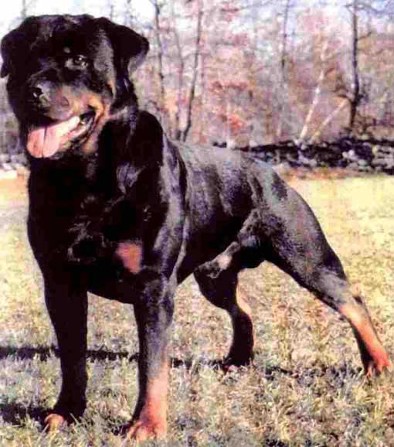 GRAF VON DER TEUFELSBRUCKE MALE ROTTWEILER GERMANY AND USA