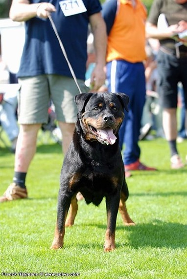 gwen von der bleichstrasse rottweiler female