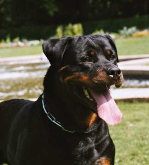 gwen von der bleichstrasse female rottweiler